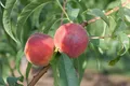 Pflanzen für Dich Obstpflanze Prunus persica Dixired, 1 St., Pfirsich, Dixired-Pfirsich, rote Früchte, frühreifend