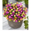 BALDUR Garten 3er Winterharte Eisblumen Summer Mix, Pflanzen im 9x9 cm-Topf, Delosperma congesta, Bodendecker, winterharte Staude, trockenresistent...
