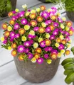 BALDUR Garten Bodendecker Winterharte Eisblumen 'Summer Mix', 3 St., Mittagsblume, reichblühend, winterhart, mehrjährig, pflegeleicht
