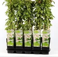 Blumen-Senf Schling-Knöterich 60-70 cm - Fallopia aubertii - sehr starkwüchsig, reichblühend