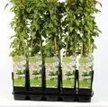 Schling-Knöterich - Fallopia aubertii - sehr starkwüchsig, reichblühend Kletterp