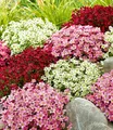BALDUR Garten 3er Saxifraga-Mix Blütenmeer, Pflanzen im 9x9 cm-Topf, robuster Bodendecker, winterharte Staude, mehrjährig, pflegeleicht, Wasserbedarf gering, blühend, Saxifraga arendsii