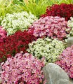 BALDUR Garten Bodendecker Saxifraga-Mix 'Blütenmeer', 3 St., Beeteinfassung, immergrün, winterhart, mehrjährig