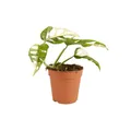 Bloomique - Monstera adansonii Variegata - Monkey Leaf - Fensterblatt - Luftreinigende Zimmerpflanzen - Monstera Pflanze - Hängepflanze echt - Kletterpflanzen Zimmer - Höhe 20-25 cm - Topf 12 cm