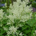 6 x Knöterich - Persicaria polymorpha | Topf 9cm x 9cm