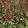 Kerzenknöterich J.S.Caliente - Persicaria amplexicaulis