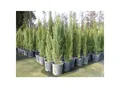 1x Mittelmeerzypresse 180 cm Säulen Toskana Zypressen Zypresse Cupressus Sempervirens