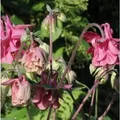 Akelei Altrosa - Aquilegia vulgaris