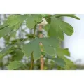 Ginkgo Biloba Princeton Sentry Fächerblattbaum 80–100 cm