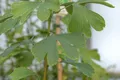 Pflanzen für Dich Konifere Ginkgo biloba Princeton Sentry, 1 St., Ginkgo, Ginkgobaum, Fächerblattbaum, fächerförmige Blätter, goldgelb Herbstfärbung