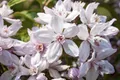 Pflanzen für Dich Gehölze Deutzia Mont Rose, 1 St., Deutzie