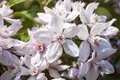 Deutzia 'Mont Rose', Maiblumenstrauch, rosa Blüten, 100–150 cm