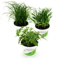 Tropic Shop Pflanzen Set für Katzen - 2X Katzengras, 2X Katzenminze, 2X Katzengras Soft - Frische Futterpflanzen für Katzen