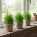 Cyperus Zumula Katzengras, 3er Set, Fertig Gewachsen, Zimmerpflanzen, Pflegeleic