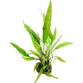 Dennerle Plants Aquariumpflanze Cryptocoryne Usteriana In-Vitro