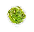 Cryptocoryne usteriana - InVitro genoppter Riesen Wasserkelch Aquarienpflanze