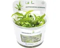 Wasserkelch - Cryptocoryne usteriana In-Vitro
