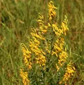 Deutscher Ginster 30-40cm - Genista germanica