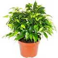 Exotenherz Buschige Birkenfeige Ficus Benjamini Kinky Green 12cm Topf