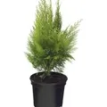 Gelbe Kegelzypresse Ellwoodiis Empire 30-40cm - Chamaecyparis,awsoniana