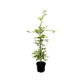 Carpinus betulus – Winterhart, Mehrjährig, Pflegeleicht – Hainbuche – Heckenpflanze für Garten & Sichtschutz