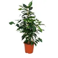 Ficus benjamini "Danielle", Birkenfeige 14cm