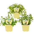 Fruchtige Minze-Sorten - Set mit 3 Pflanzen in BIO-Qualität - Ananas - Erdbeer - Banane - 12cm Topf