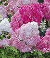 BALDUR Garten Zierstrauch Freiland-Hortensie 'Vanille Fraise®', 1 St., Rispenhortensien, winterhart, mehrjährig, pflegeleicht