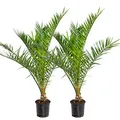 Bloomique - 2er-Set - Phoenix Canariensis - Kanarische Dattelpalme - Palme - Balkonpflanzen Winterhart - Höhe 80-100 cm - Topf 19 cm