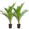 Bloomique - 2er Set - Phoenix Canariensis - Kanarische Dattelpalme - Palme - Bal