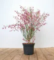 Pflanzen für Dich Gehölze Cytisus scop. Killiney Red, 1 St., Besen-Ginster, Roter Ginster