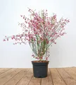 Cytisus scoparius 'Killiney Red', Besenginster, rot, 60–80 cm