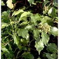 Strauch Efeu 30-40cm - Hedera helix Arborescens