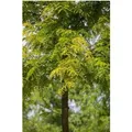Gleditsia Triacanthos Sunburst Gold-Gleditschie 100–125 cm