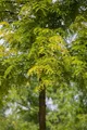 Gleditsia triacanthos 'Sunburst', Gold-Gleditschie, 100–125 cm