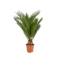 Bloomique - Cycas Revoluta - Palmfarn - Sagopalme - Palme - Sehr Pflegeleicht - Höhe 40-50 cm - Topf 15 cm