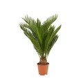 Bloomique - Cycas Revoluta - Palmfarn - Sagopalme - Palme - Sehr Pflegeleicht -
