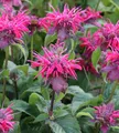 Indianernessel Pink Lace - Monarda didyma