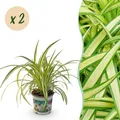 Zimmerpflanze - Chlorophytum comosum Variegatum - 2x - ⌀12cm - ↕25-30cm