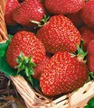 BALDUR Garten 4x Immertragende Erdbeere 'Seascape®', Pflanzen mit 5-6 cm-Topfballen, Erdbeerpflanzen winterhart, pflegeleicht, Fragaria x ananassa, fruchtet auch bei großer Sommerhitze