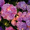 moses. Blatt & Blüte Solar-Lichtregen, 100 warmweiße LEDs an Kupferdraht-St ...
