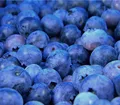Dehner Heidelbeere Reka®, mittelgroße dunkelblaue Beeren, ca. 40-60 cm, 2 l Topf, Beerenstrauch