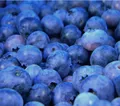 Heidelbeere Blaubeere Reka® mittelgroße dunkelblaue Beeren ca. 40-60 cm, Dehner