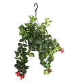 Schamblume Mona Lisa Zimmerpflanze in Blumenampel 40-45 cm Ø Topf 15 cm, Dehner