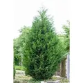 Cupressocyparis,eylandii 40-60 cm