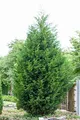 Cupressocyparis leylandii 40–60 cm – Winterhart, Immergrün, Pflegeleicht – Leyland-Zypresse – Heckenpflanze für Garten & Sichtschutz