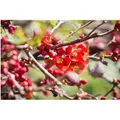 Chaenomeles Japonica Zierquitte 100–125 cm Leuchtend Rot