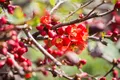 Pflanzen für Dich Gehölze Chaenomeles japonica, 1 St., Japanische Zierquitte, Zierquitte