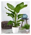 BALDUR Garten 1x Baumstrelitzie Nicolai, Pflanze im 19 cm-Topf, Grünpflanze, mehrjährig - frostfrei halten, pflegeleicht, für Standort in der Sonne geeignet, blühend, Strelitzia nicolai