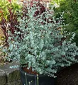 Winterharter Eukalyptus Azura 40-60cm - Eucalyptus gunnii - lebende Gartenpflanze aus den Baumschulen